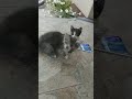5 котят