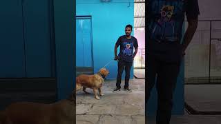 Pattu - The Golden retriever boarding Time