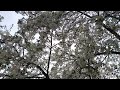 Flowers #nature #tree #health #food #heaven #white #fashion