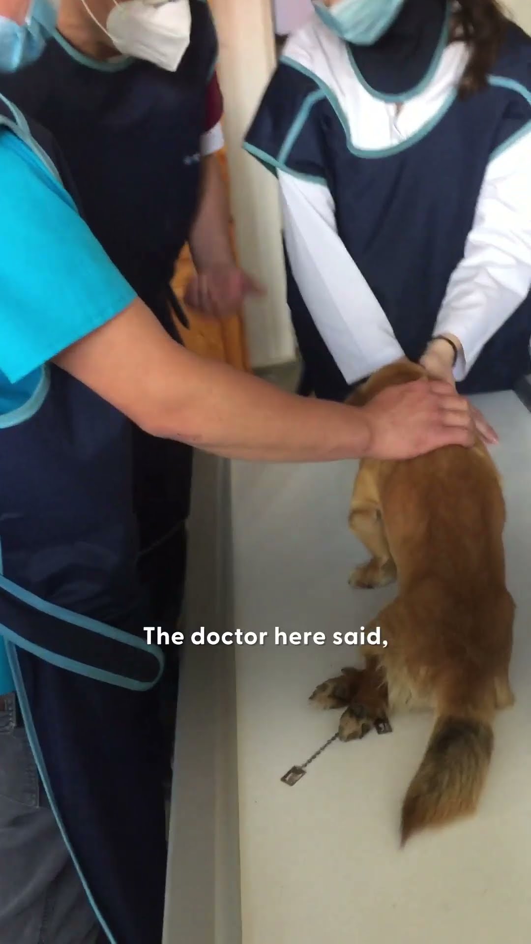 Paralyzed Dog Found On The Side Of The Road Walks Again | The Dodo