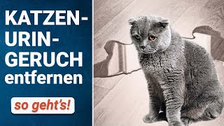 Katzenurin Geruch entfernen 🐈 | Hausmittel & Geruchsentferner