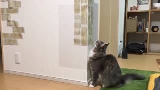 電気をつける猫 ノルウェージャンフォレストキャットturn on the light.Norwegian Forest Cat.