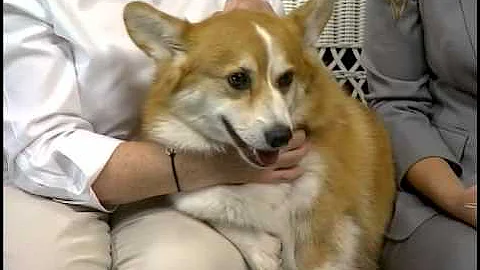 Pet Talk: CUVS Veterinary Cardiologist Dr. Mandi Kleman Discusses Pacemakers in Pets