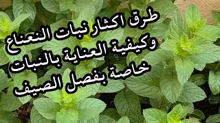 أفضل طريقة لأكثار نبات النعناع والعناية به