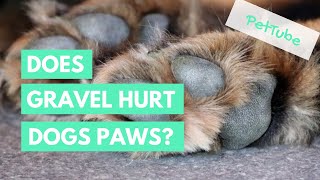 Does Gravel Hurt Dogs Paws?