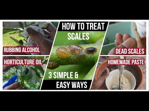 How Do You Know When Scale Insects Are Dead