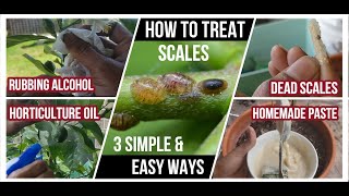 How to identify and get rid of scales from your plants | Know your bugs - Epsd 9 screenshot 3