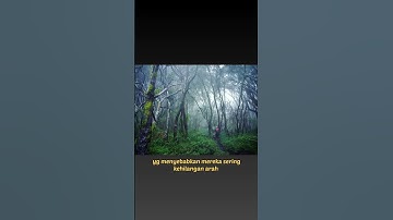 kalian harus tau! jin jahil yg sering menyesatkan pendaki di gunung Cikuray#pendaki #shorts