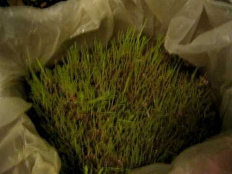 Growing Grass In A Box For The Holidays
