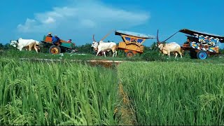 GEROBAK SAPI BANTUL #grobaksapi #sapiPO #bajingan