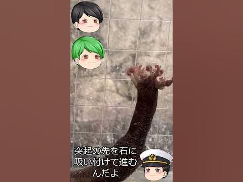 ムラサキクルマナマコ YouTube