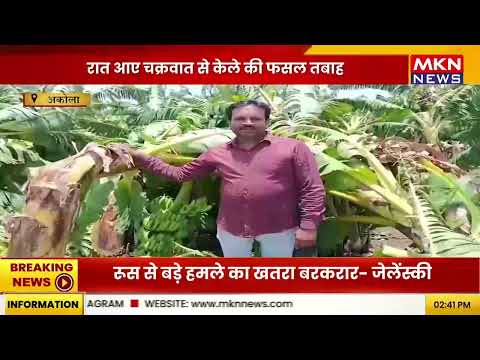 अकोला में चक्रवात का कहर | केले की फसल तबाह | किसानों को भारी नुकसान