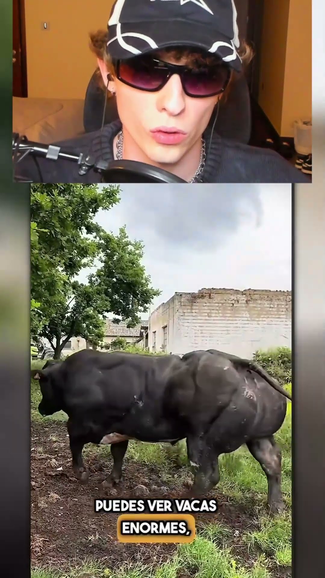 Animales MUSCULARES ??