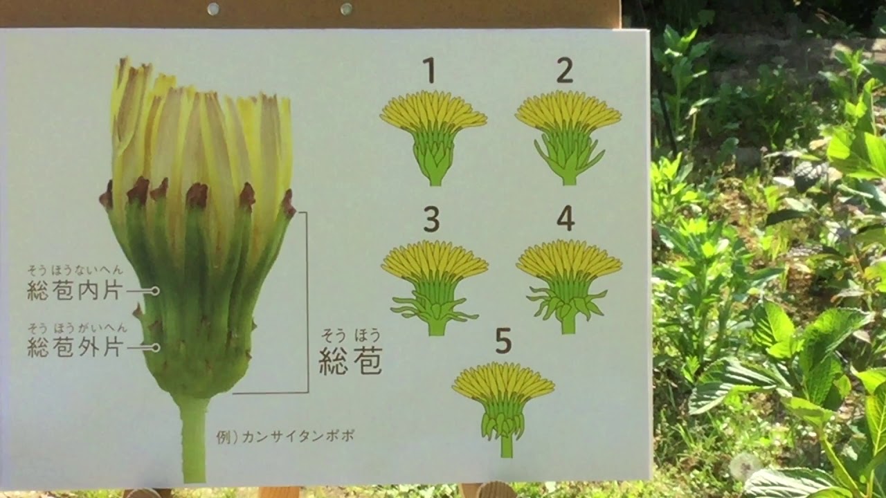 高知タンポポチャンネル」を開設しました｜ 高知県立牧野植物園 THE