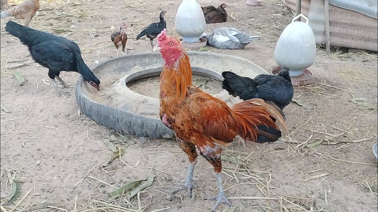 ไก่ชนพม่า เลี้ยงง่ายขยายพันธุ์เร็ว