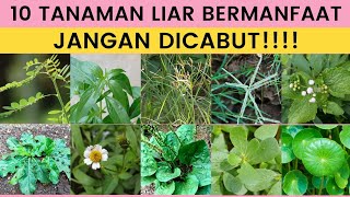 Many Benefits!! Here are 10 Wild Plants That Are Beneficial for Health