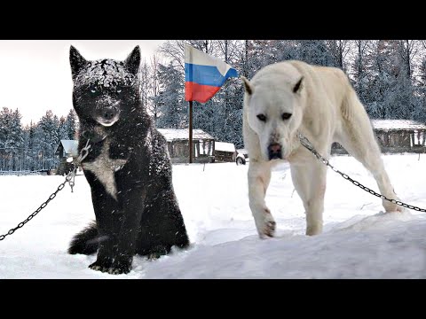 10 INSANE RUSSIAN DOG BREEDS