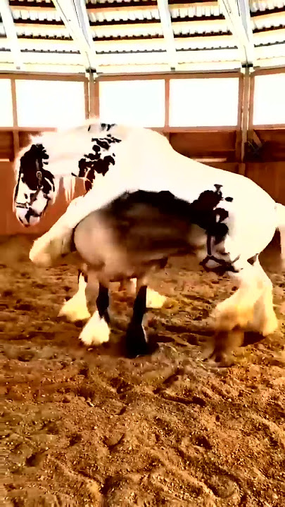 Horse Fight  #shortsvideo #viral #viralshorts #imrankhan