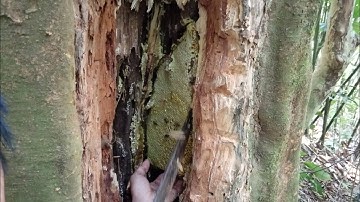 Bắt Ong Mật Trong Gốc Cây To Bầu Mật Khủng