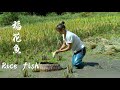 吃鱼没有捉鱼欢，收稻谷的时候也要收获鱼 Rice Fish