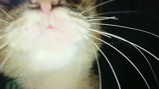 Pijit Plus Plus Malam