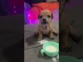 Clumsy Puppy Dunks His Face in Milk