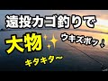 初心者でも大物が狙える遠投カゴ釣りの仕掛けとタナはコレ！