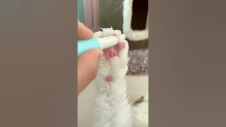 Watch the video about #chill #cat #kitty #kitten #pet #cute #funny #fluffy #purr #shorts #homepets #dog #puppy #monkey