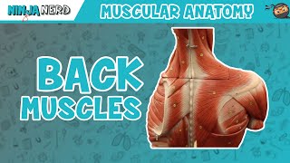 Muscles of the Back | Anatomy Model