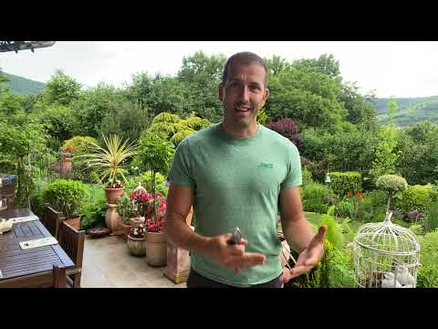 Videó: Chelsea Chop metszési módszer – Chelsea Chophoz alkalmas növények