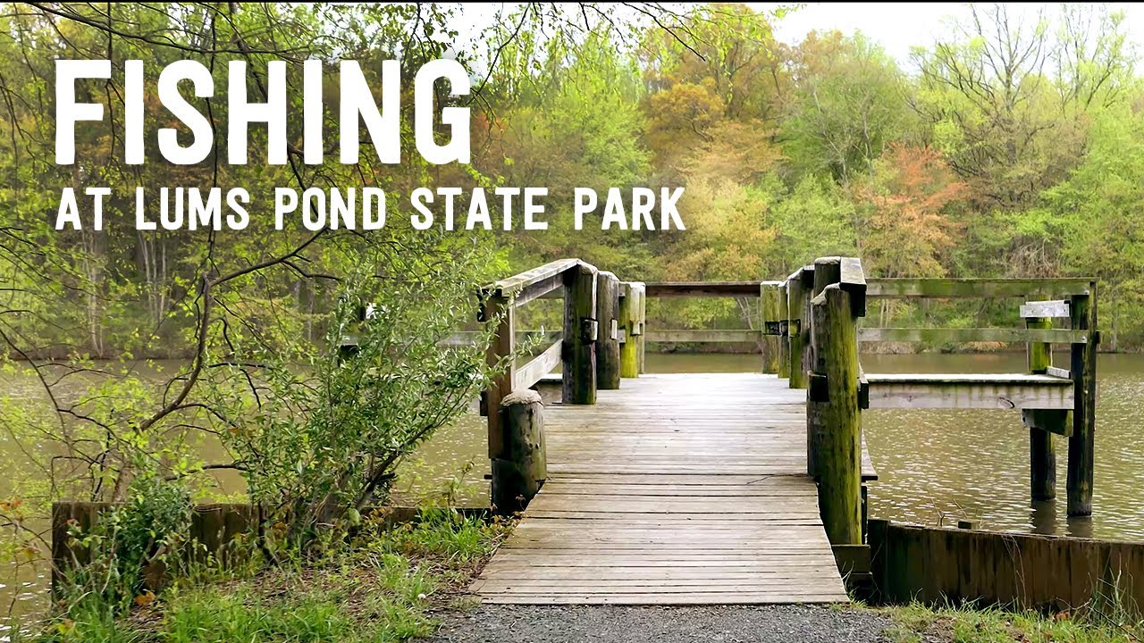 Are Dogs Allowed At Lums Pond