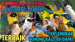 Auto Ludes!! Suara Pikat Semua jenis Burung Liar Ribut Terbaru @smstachanel