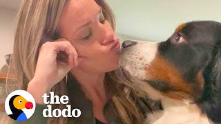 Very Needy Bernese Mountain Dog Figures Out How To Get Mom's Attention | The Dodo