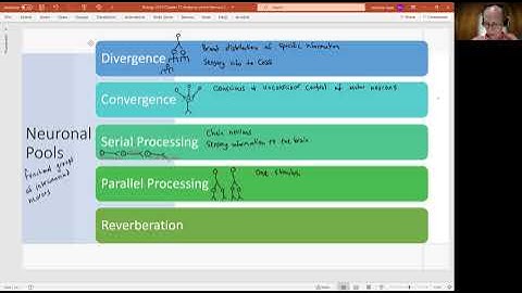 Biology 2010 Chapter 13 The Nervous System Neuronal Pools (video 14)