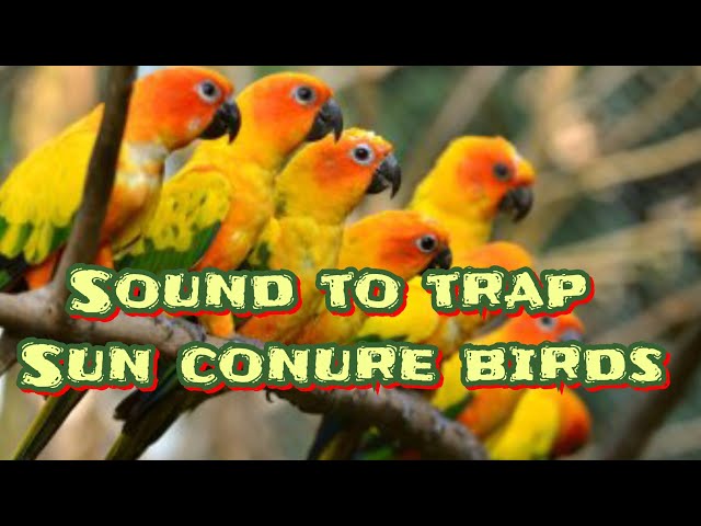 download mp3 | call sound to trap sun conure birds class=