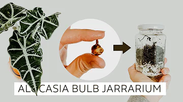Como plantar bulbo de alocasia?