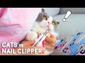 Cats vs Nail Clipper