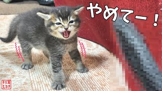 どうして⁉アレを見せると異常に反応する子猫が可愛すぎた【奇跡のイクメン猫】