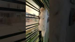 cat climbing on a window| super cat