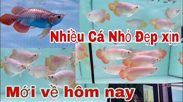 Về Thêm Mới Nhiều Cá Đẹp Short Và đuôi Càng - Đuôi 🔥- Cá Rồng Truyền Trần 