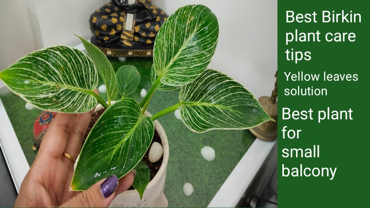Philodendron Birkin plant care how to grow birkin plant Birkin