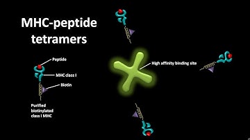 MHC peptide tetramers