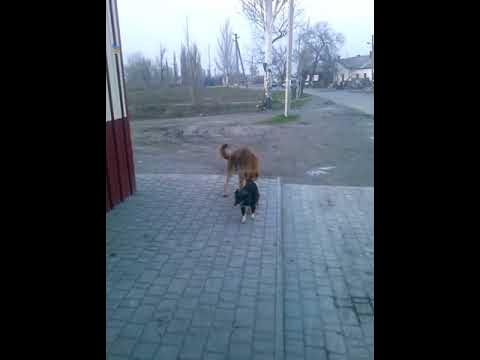 Ебанутая собака)))) - YouTube
