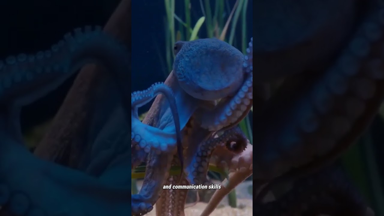 Octopus Unveiled: Secrets of the Deep part 2 