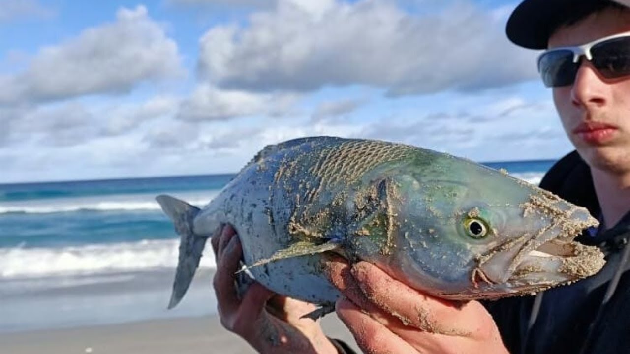 So Many Big Salmon! Awesome Kangaroo Island Fishing Action YouTube