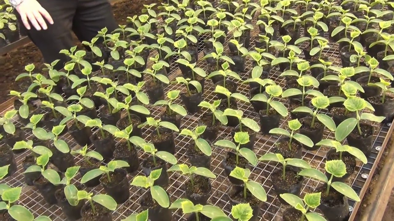 Как посадить огурцы в теплице семенами