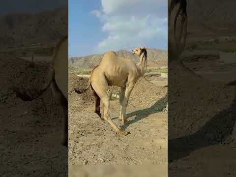 م ا ش اء الل ه الج م ل ف ي م ز اج م ن ت ع ش و س ع يد لحظات هادئة روعة الإبل مزاج منتعش