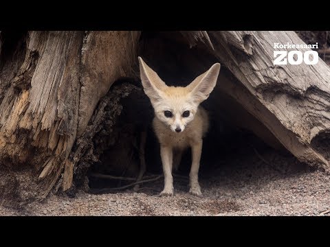 Video: Tunnistamattoman Suuren Eläimen "karvaiset" Jäännökset Heitettiin Kamtšatkan Rannikolle - Vaihtoehtoinen Näkymä
