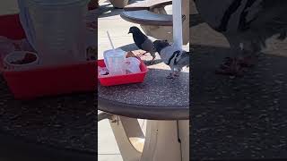 Even Bird Love In N Out, They Just Hi Jacked My Whole Session Just For The Burger . Loved It