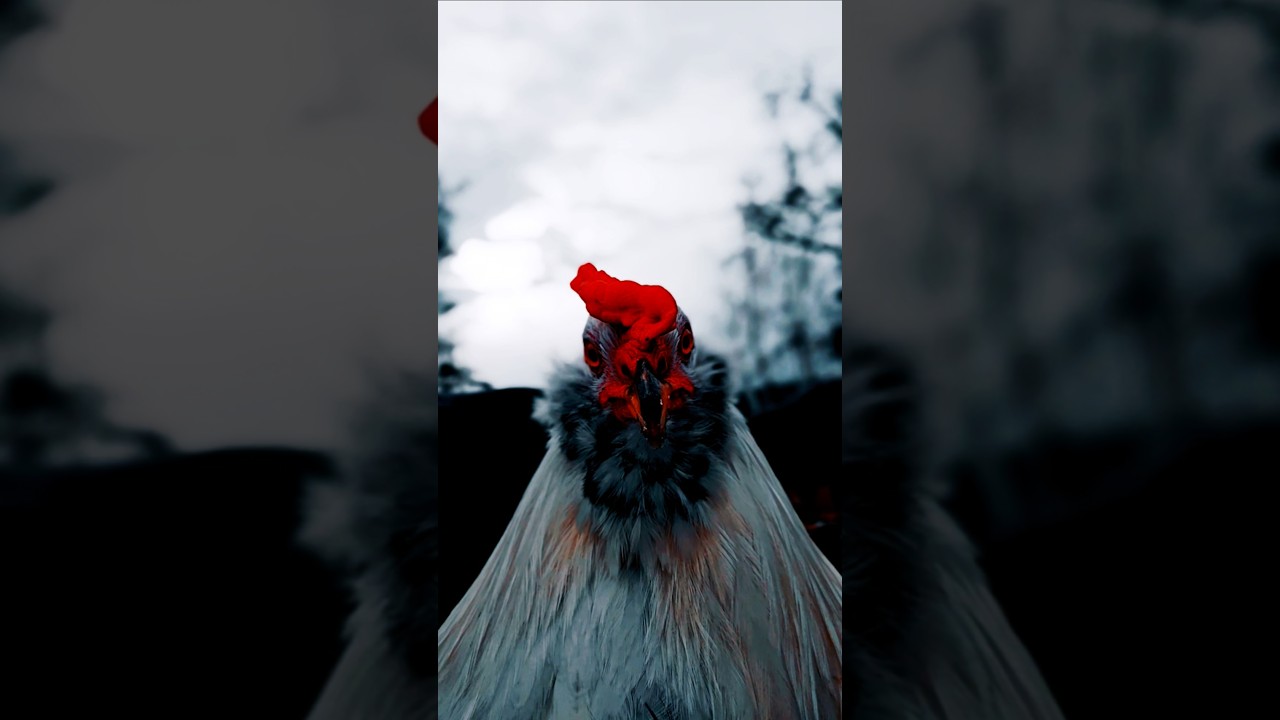 Cookie Rooster Being Good For Once 